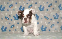 Biggie, a male English Bulldog for sale in Colorado Springs, CO – 3 of 10