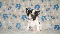 Jaq, a male French Bulldog for sale in Colorado Springs, CO – 9 of 10