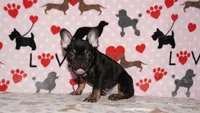 Marcel, a male French Bulldog for sale in Colorado Springs, CO – 6 of 10