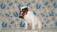 Biggie, a male English Bulldog for sale in Colorado Springs, CO – 8 of 10