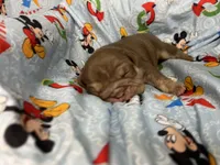 Goose, a male English Bulldog for sale in Colorado Springs, CO – 6 of 9