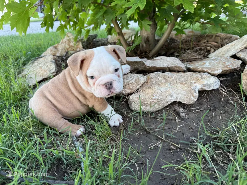 Gus – English Bulldog puppy for sale in Colorado Springs, CO