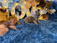 Atlas, a male English Bulldog for sale in Colorado Springs, CO – 7 of 10