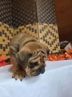 Bear, a female English Bulldog for sale in Colorado Springs, CO – 9 of 10