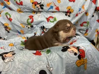 Jester, a male English Bulldog for sale in Colorado Springs, CO – 3 of 7
