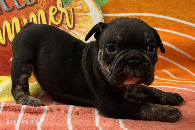 Phoenix – English Bulldog puppy for sale in Colorado Springs, CO