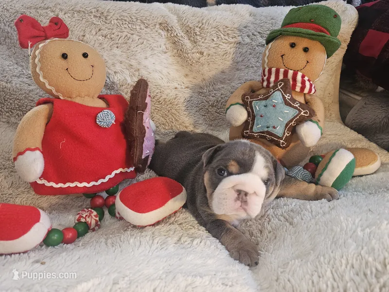 Bash – English Bulldog puppy for sale in Colorado Springs, CO