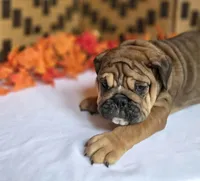 Layla, a female English Bulldog for sale in Colorado Springs, CO – 2 of 10