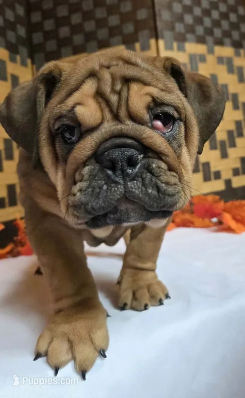 Bear – English Bulldog puppy for sale in Colorado Springs, CO