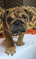 Bear, a female English Bulldog for sale in Colorado Springs, CO – 1 of 10