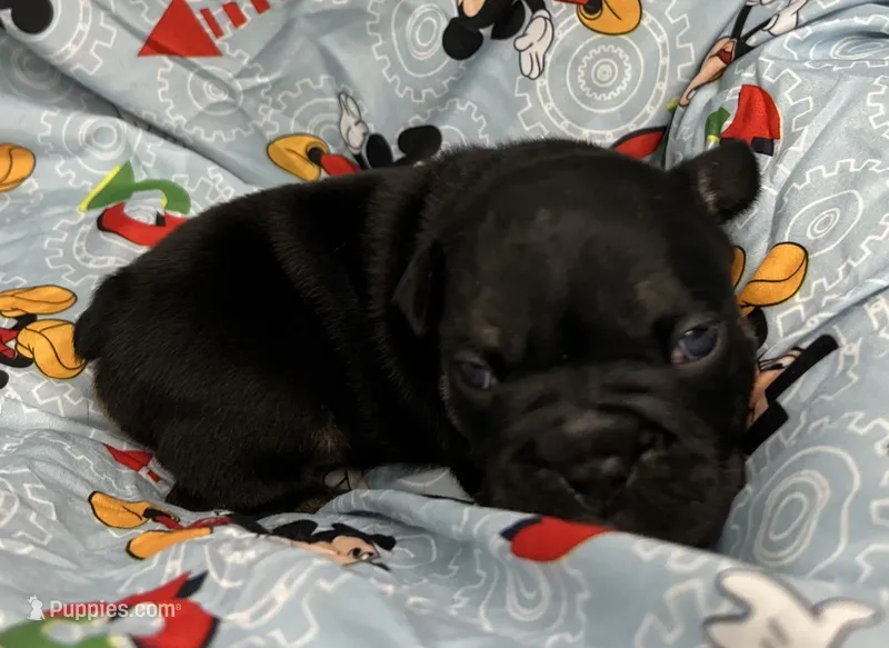 Viper – English Bulldog puppy for sale in Colorado Springs, CO