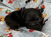 Viper, a male English Bulldog for sale in Colorado Springs, CO – 1 of 4