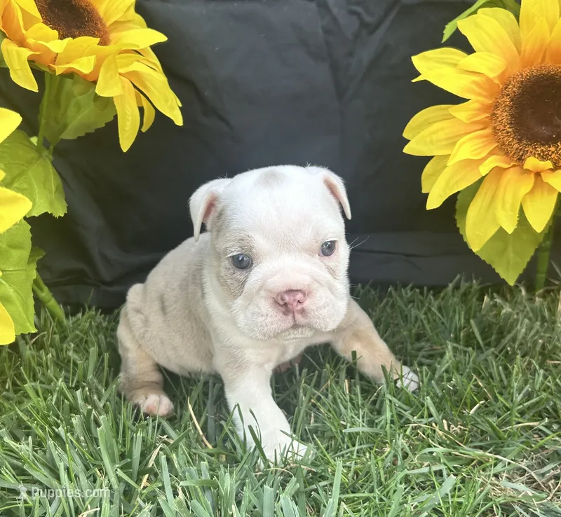 Bodhi – English Bulldog puppy for sale in Colorado Springs, CO
