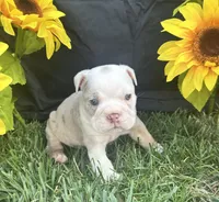 Bodhi, a male English Bulldog for sale in Colorado Springs, CO – 1 of 10