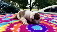 Monica, a female English Bulldog for sale in Colorado Springs, CO – 3 of 4