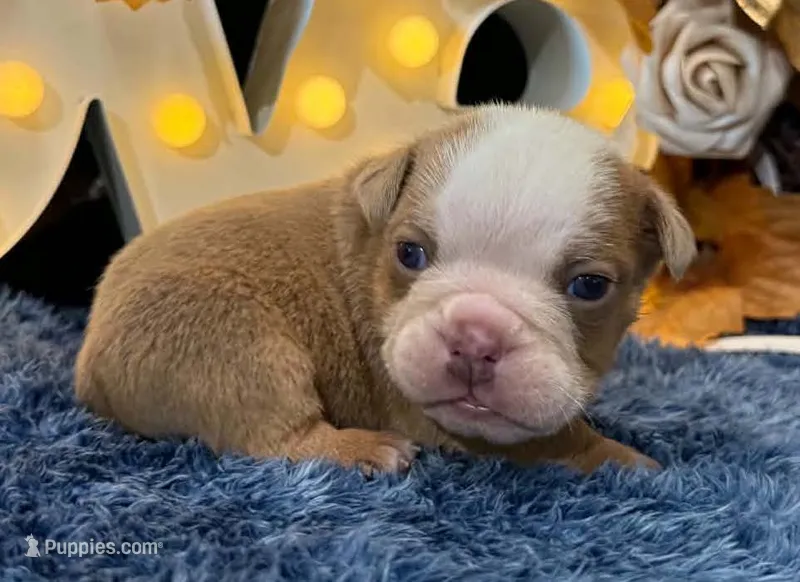 Bruno – English Bulldog puppy for sale in Colorado Springs, CO