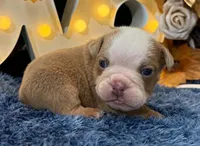 Bruno, a male English Bulldog for sale in Colorado Springs, CO – 1 of 10