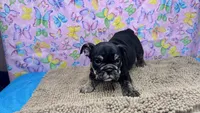 Phoenix, a female English Bulldog for sale in Colorado Springs, CO – 6 of 10