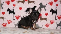 Marcel, a male French Bulldog for sale in Colorado Springs, CO – 8 of 10