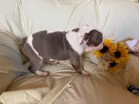 Maverick, a male English Bulldog for sale in Colorado Springs, CO – 9 of 9