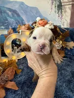 Atlas, a male English Bulldog for sale in Colorado Springs, CO – 9 of 10