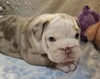 Butterfinger, a male English Bulldog for sale in Colorado Springs, CO – Photo 2 of 9