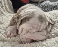 Butterfinger, a male English Bulldog for sale in Colorado Springs, CO – Photo 8 of 9