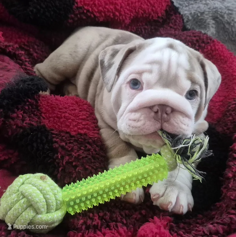 Butterfinger – English Bulldog puppy for sale in Colorado Springs, CO
