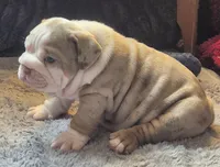 Butterfinger, a male English Bulldog for sale in Colorado Springs, CO – Photo 5 of 9