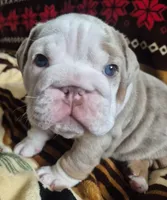 Butterfinger, a male English Bulldog for sale in Colorado Springs, CO – Photo 1 of 9