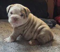 Butterfinger, a male English Bulldog for sale in Colorado Springs, CO – Photo 3 of 9