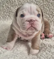 Butterfinger, a male English Bulldog for sale in Colorado Springs, CO – Photo 9 of 9