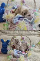 Butterfinger, a male English Bulldog for sale in Colorado Springs, CO – Photo 4 of 9