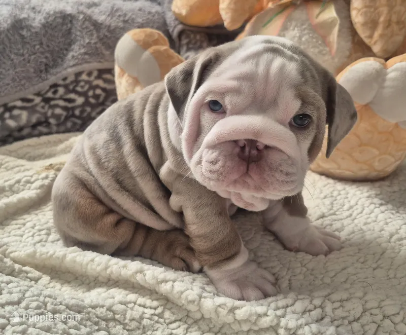 Butterfinger – English Bulldog puppy for sale in Colorado Springs, CO