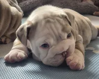 Butterfinger, a male English Bulldog for sale in Colorado Springs, CO – Photo 6 of 9