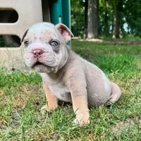 Rambo, a male English Bulldog for sale in Colorado Springs, CO – 8 of 8