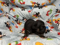 Viper, a male English Bulldog for sale in Colorado Springs, CO – 3 of 4