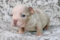 Pumpkin, a male English Bulldog for sale in Colorado Springs, CO – 4 of 4