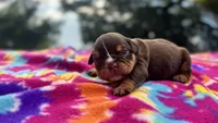 Phoebe, a female English Bulldog for sale in Colorado Springs, CO – 9 of 9