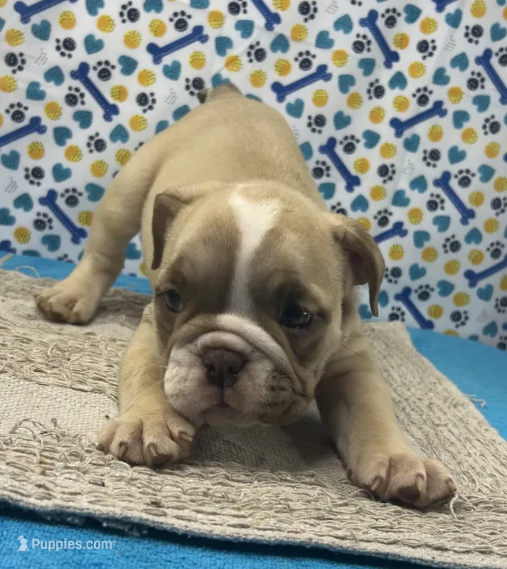 Rachel – English Bulldog puppy for sale in Colorado Springs, CO
