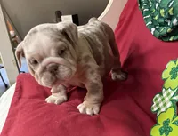 Lando, a male English Bulldog for sale in Colorado Springs, CO – Photo 1 of 10