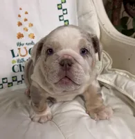 Lando, a male English Bulldog for sale in Colorado Springs, CO – Photo 4 of 10