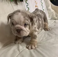 Lando, a male English Bulldog for sale in Colorado Springs, CO – Photo 7 of 10