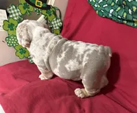 Lando, a male English Bulldog for sale in Colorado Springs, CO – Photo 9 of 10