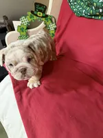 Lando, a male English Bulldog for sale in Colorado Springs, CO – Photo 10 of 10