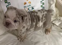 Lando, a male English Bulldog for sale in Colorado Springs, CO – Photo 5 of 10