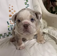 Lando, a male English Bulldog for sale in Colorado Springs, CO – Photo 6 of 10