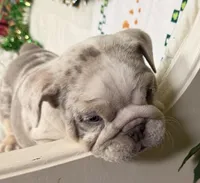 Lando, a male English Bulldog for sale in Colorado Springs, CO – Photo 2 of 10