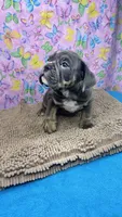 Halo, a female English Bulldog for sale in Colorado Springs, CO – 7 of 10