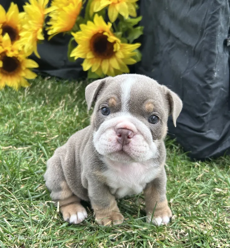 Nyra – English Bulldog puppy for sale in Colorado Springs, CO